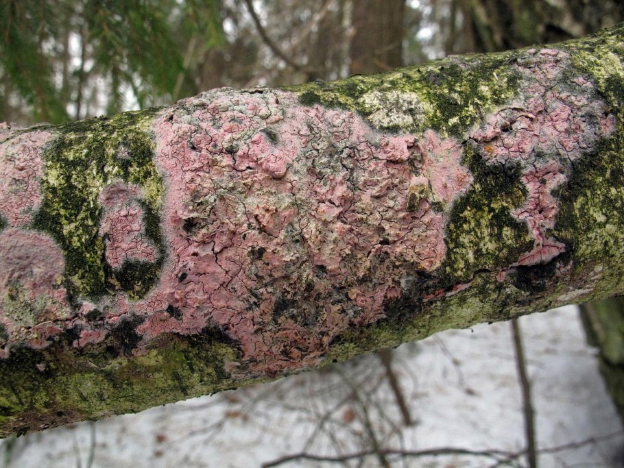 Кустистый лишайник кладония