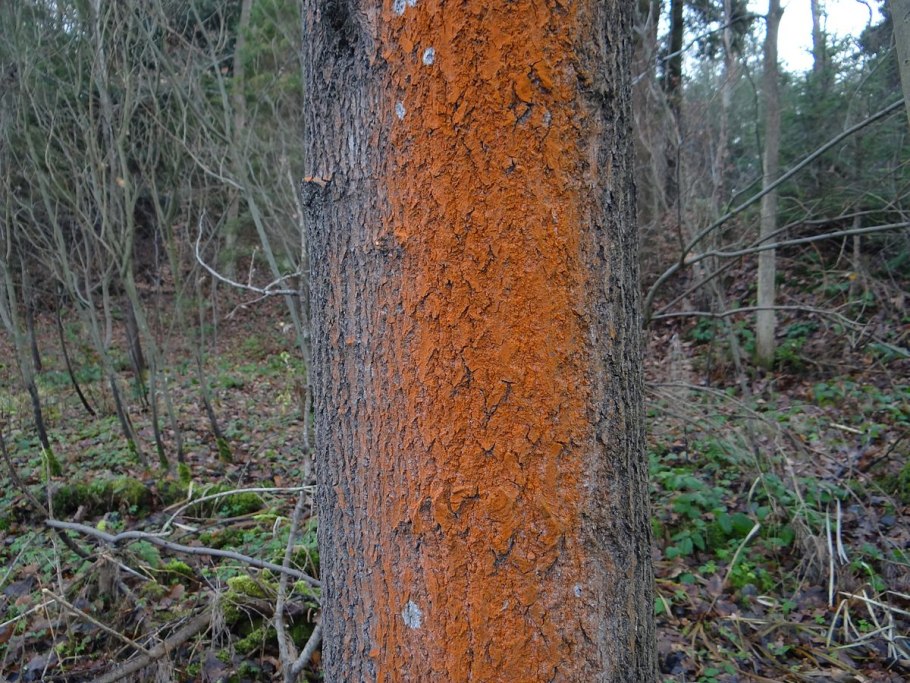 Трентеполия лишайник