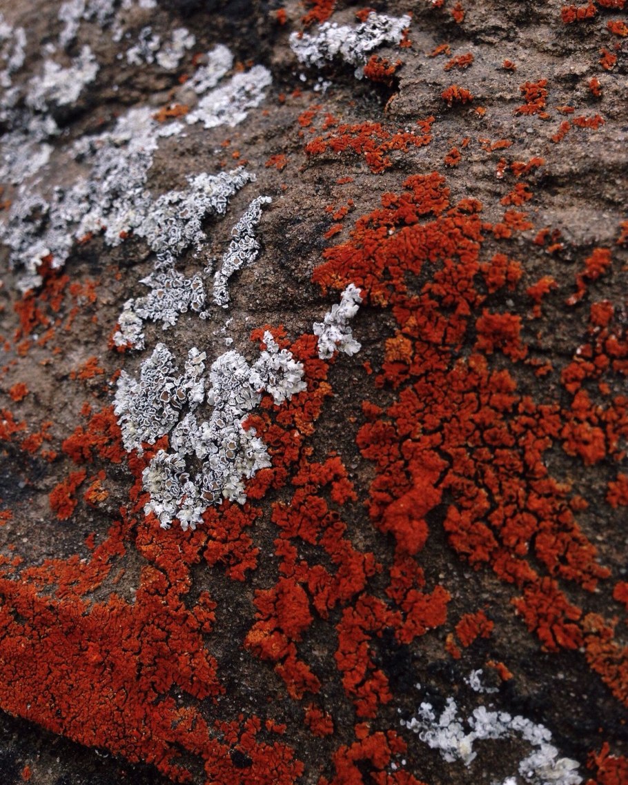 Мох на коре