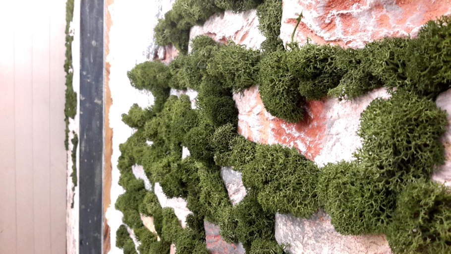 Мох стабилизированный