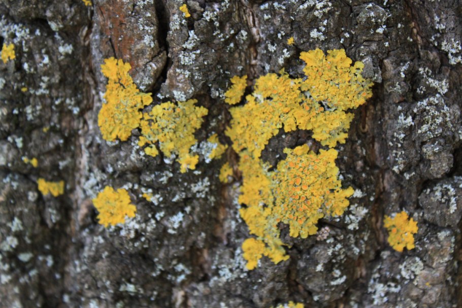 Лишайник ксантория