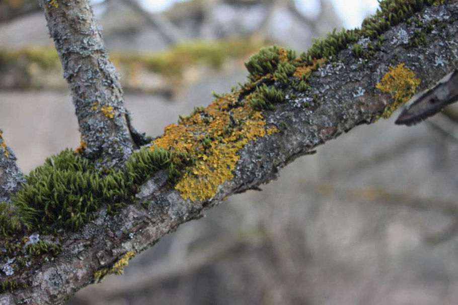 Накипные лишайника на ветке