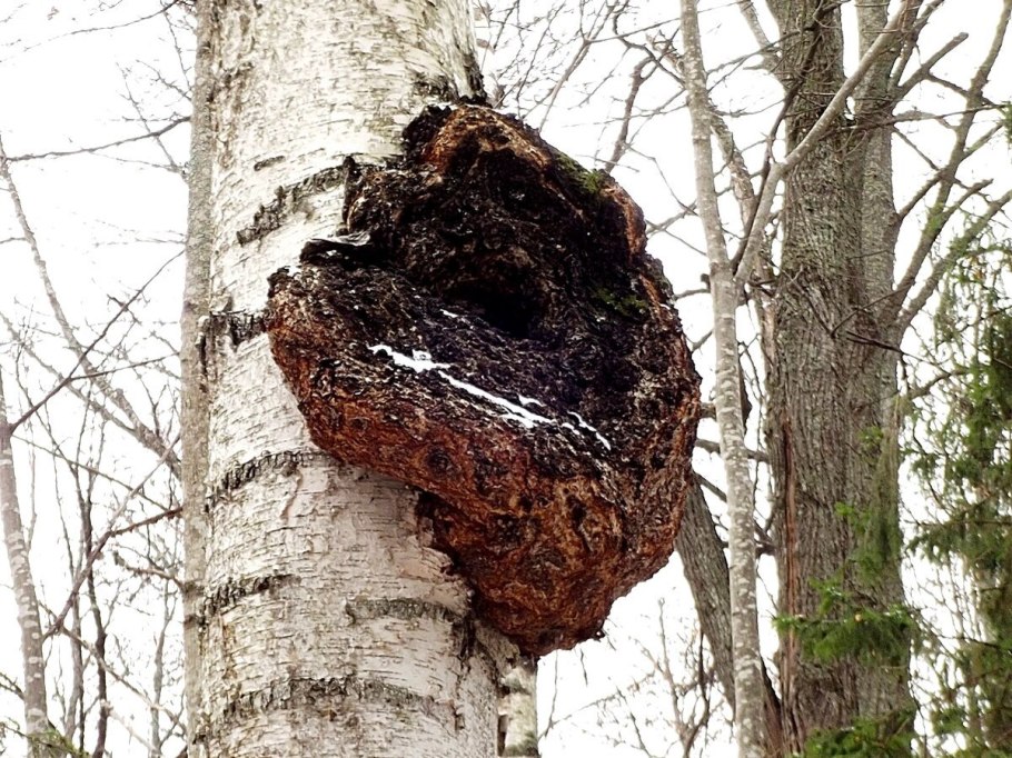 Листоватые лишайники берёза