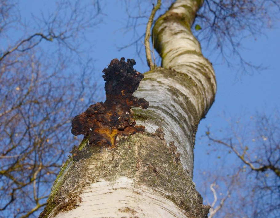 Чага березовая гриб