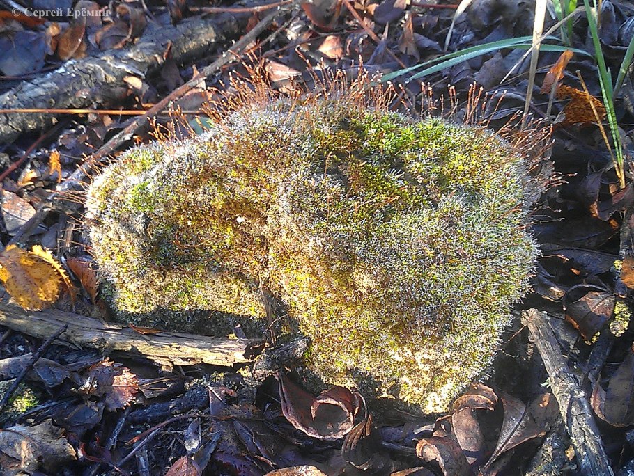 Моховидные растения