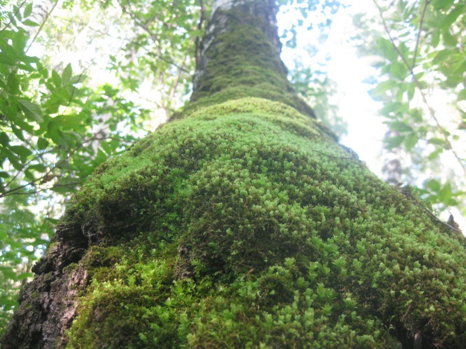 Дерево со мхом