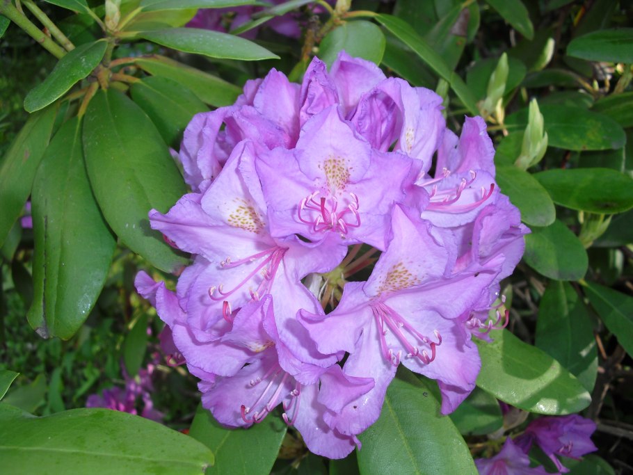 Рододендрон гибридный Эренгольд