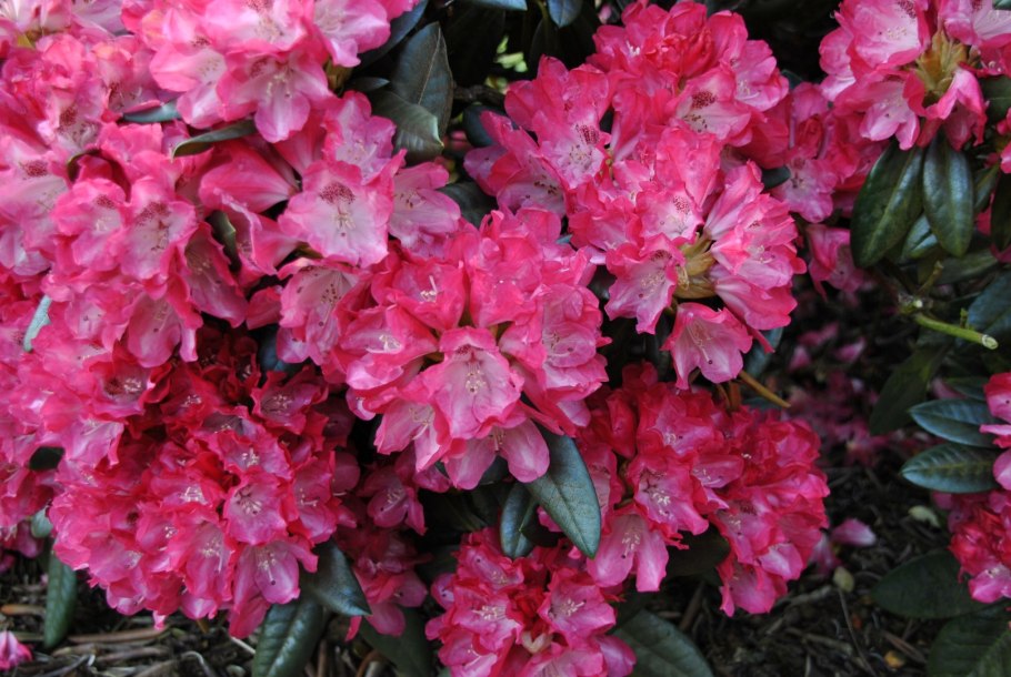 Рододендрон калифорнийский