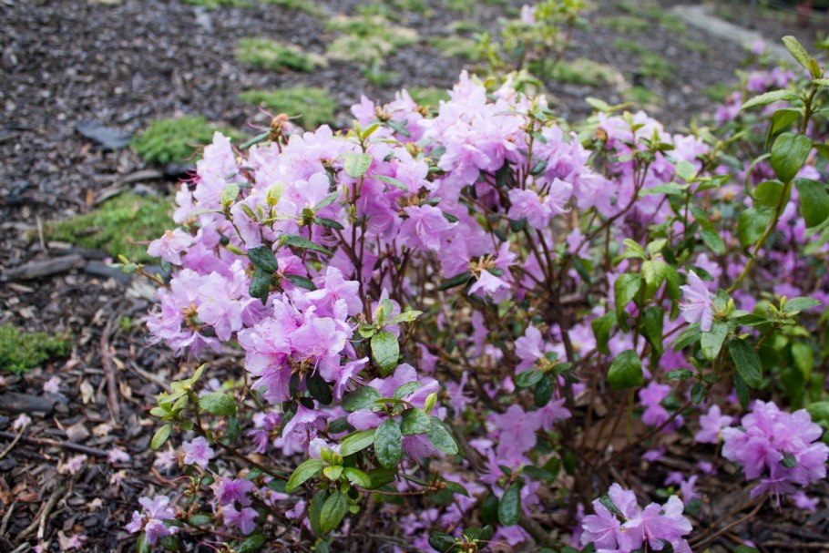 Рододендрон сиреневый