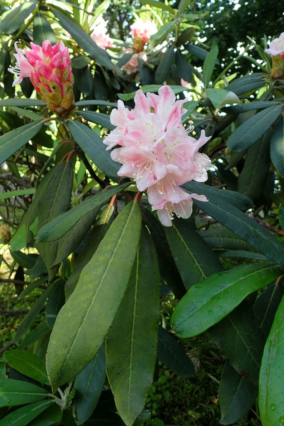 Camellia sinensis рододендрон