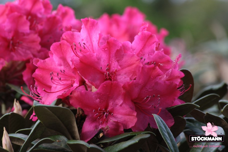 Рододендрон Карибия