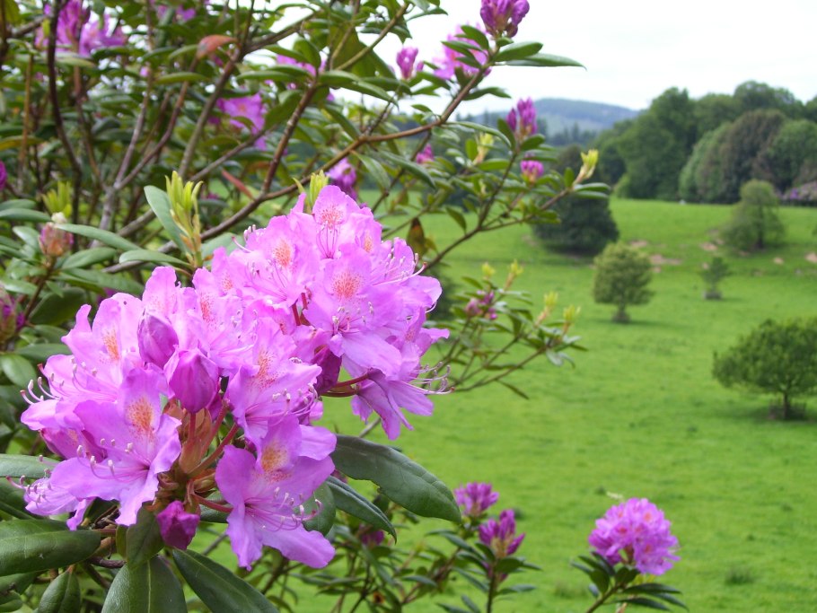 Рододендрон канадский