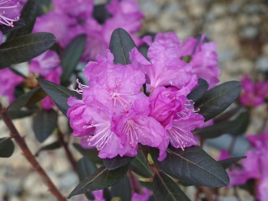 Рододендрон Ritva