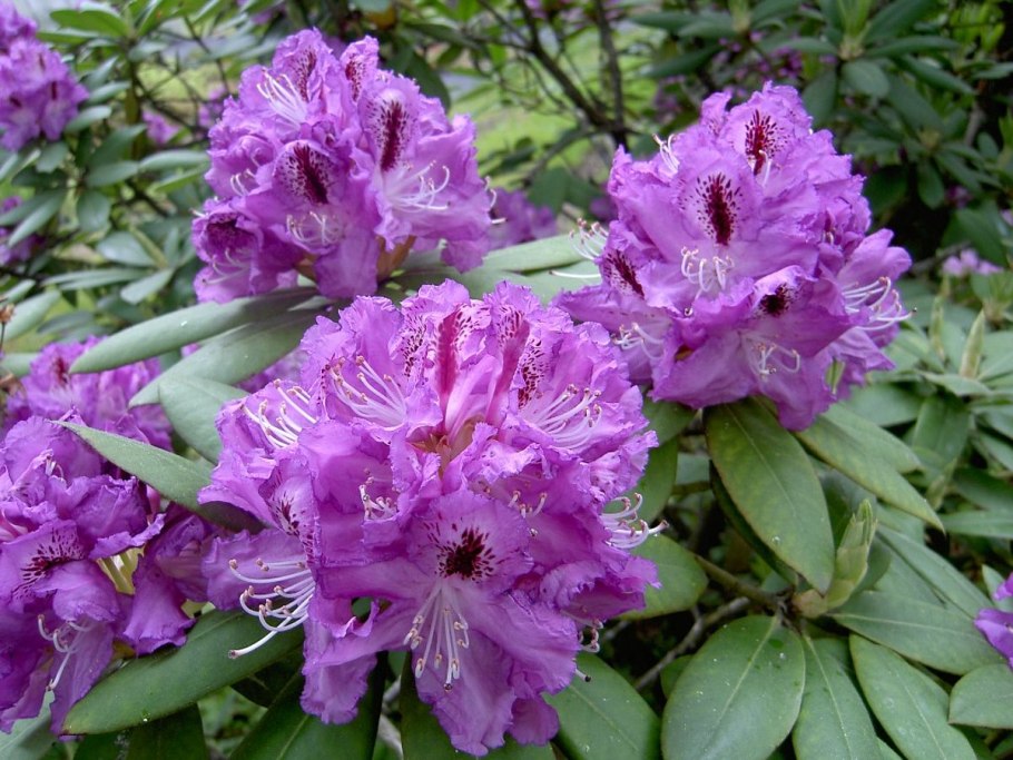 Рододендрон Хелен Мартин