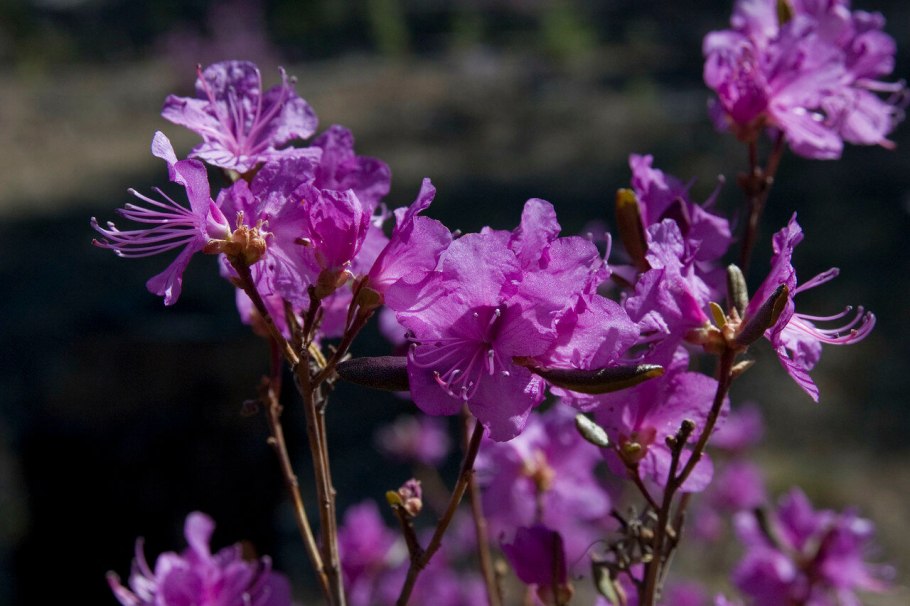 Рододендрона даурского ареал