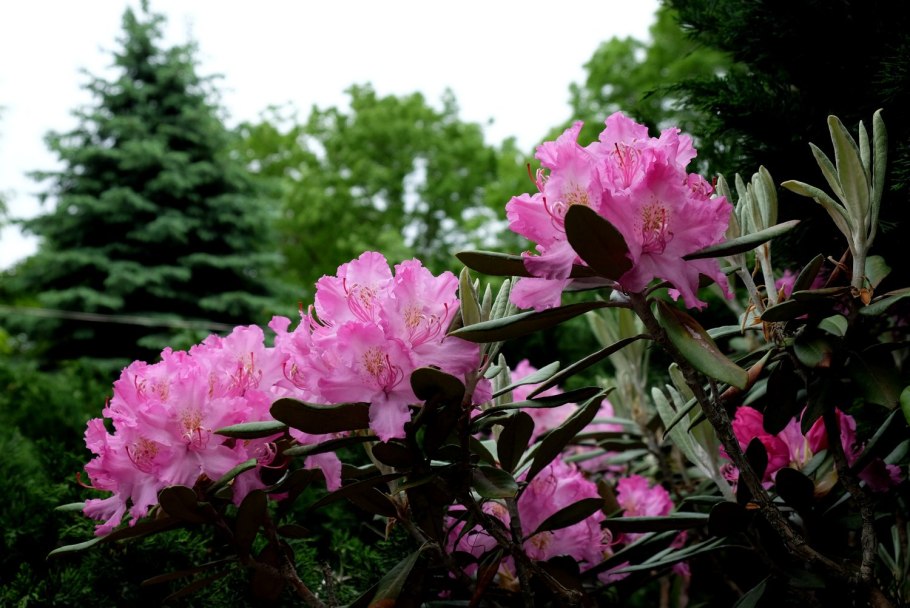 Рододендрон Степной