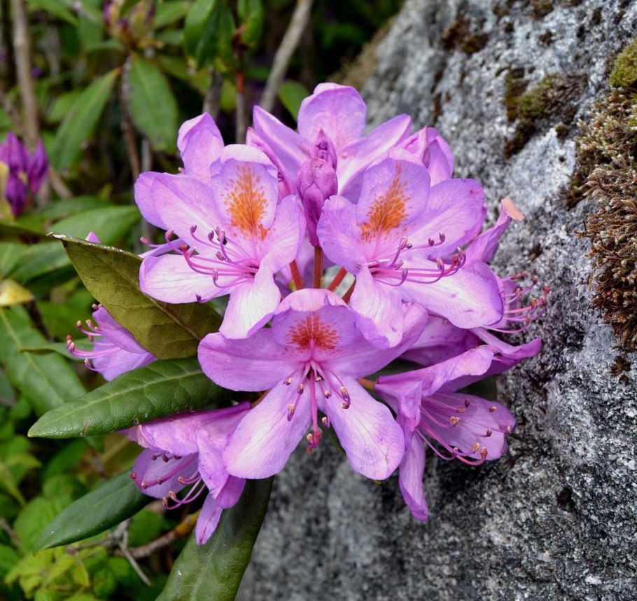 Рододендрон Хаага