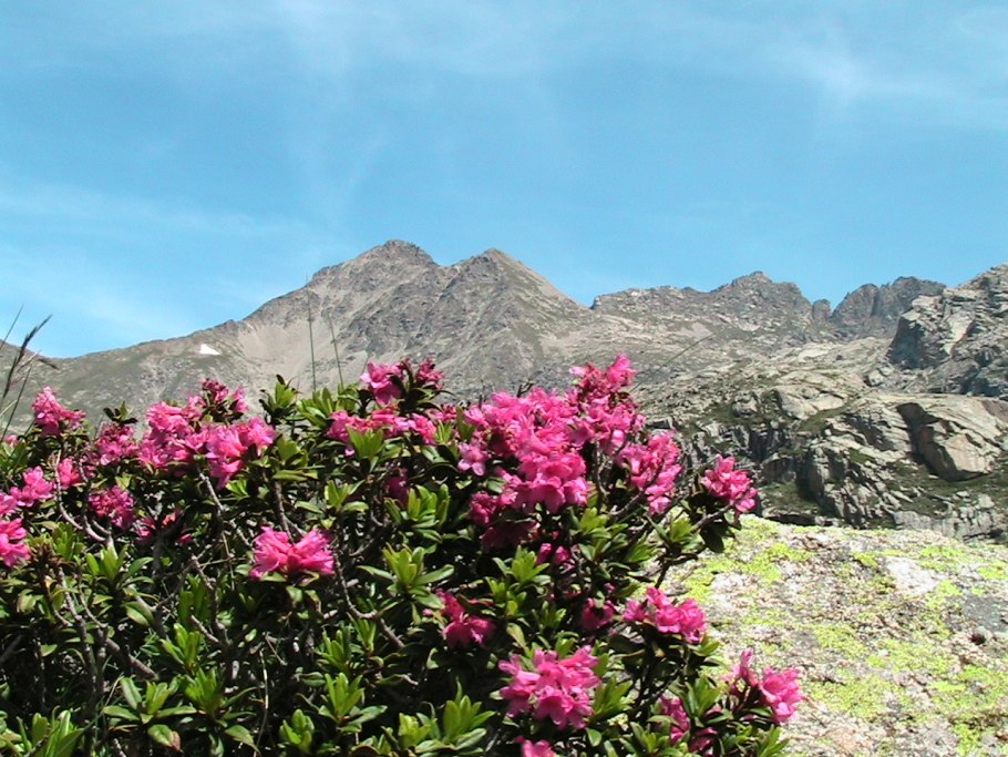 Рододендрон ферругинеум
