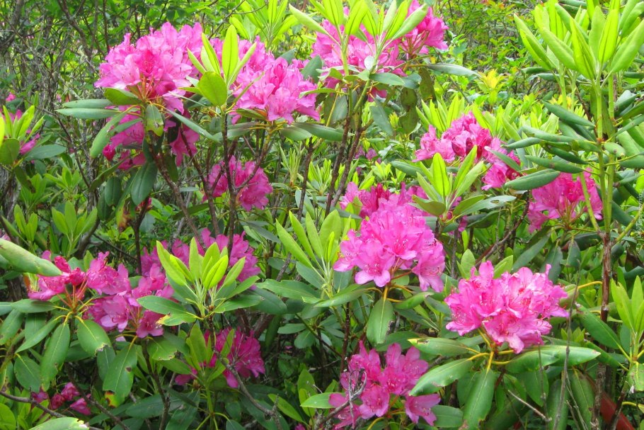 Рододендрон катевбинский Boursault