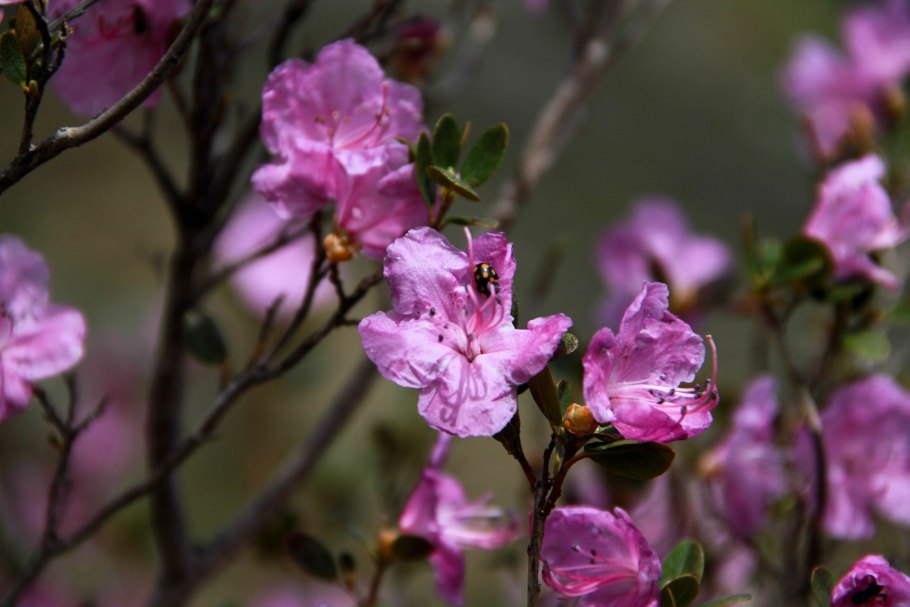Рододендрон ледебура маральник