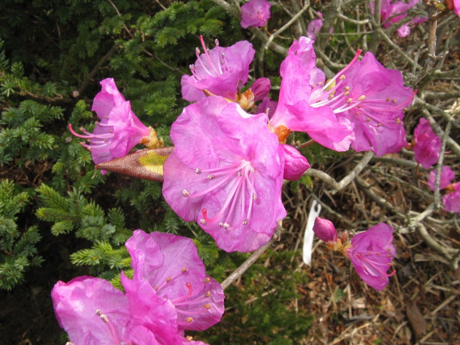 Рододендрон Гумбольдт