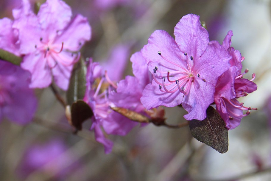 Рододендрон остроконечный