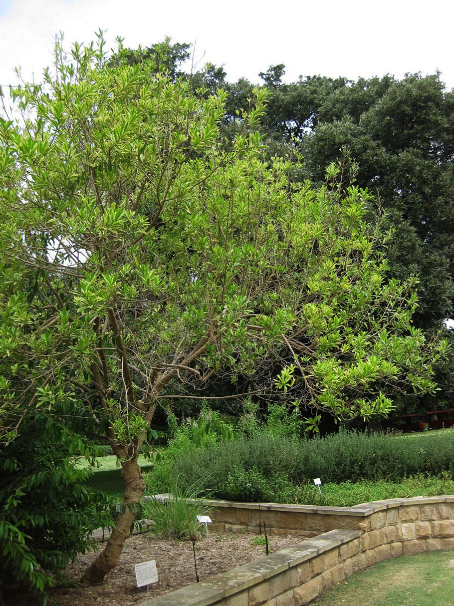 Дубоизия фото