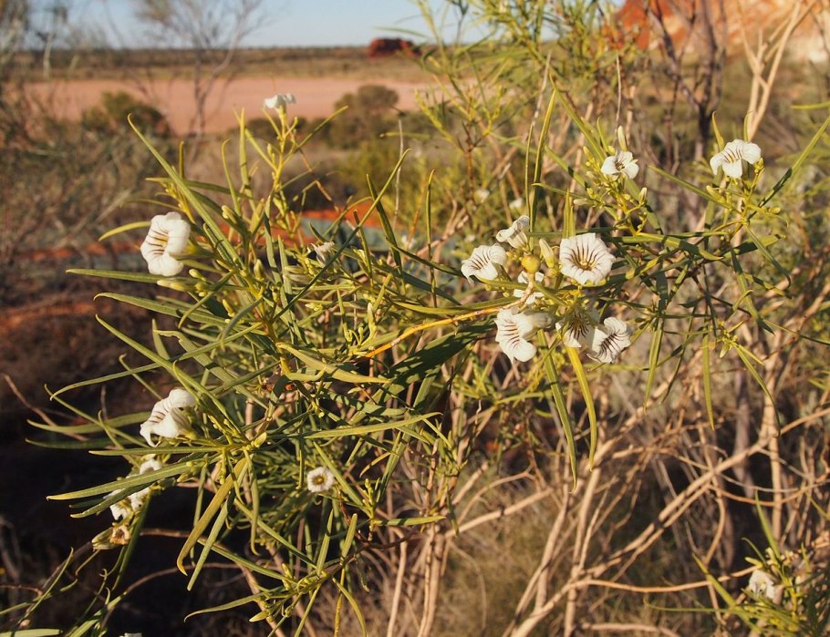 Питури Duboisia растение