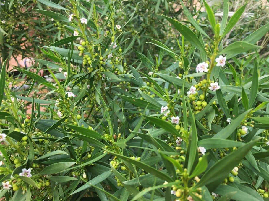 Duboisia (дубоизиа) Дубоизия Наркотическая