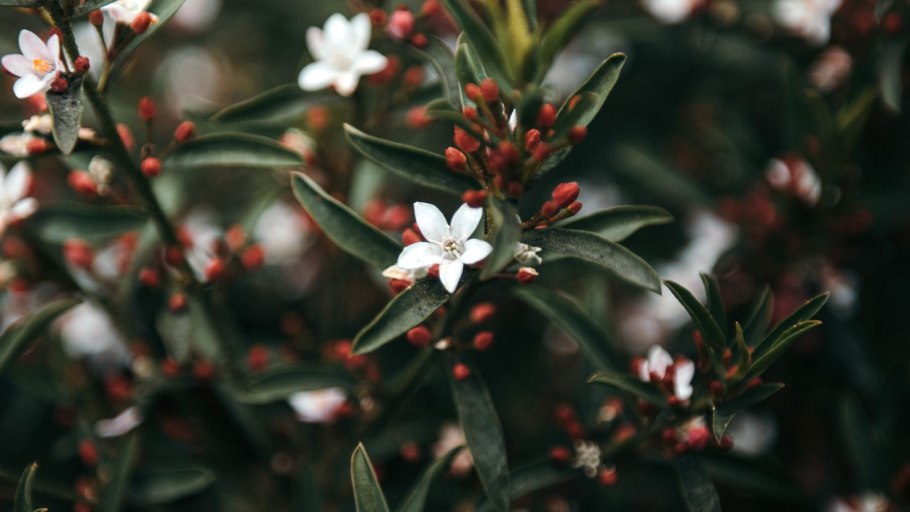 Дубоизия растение