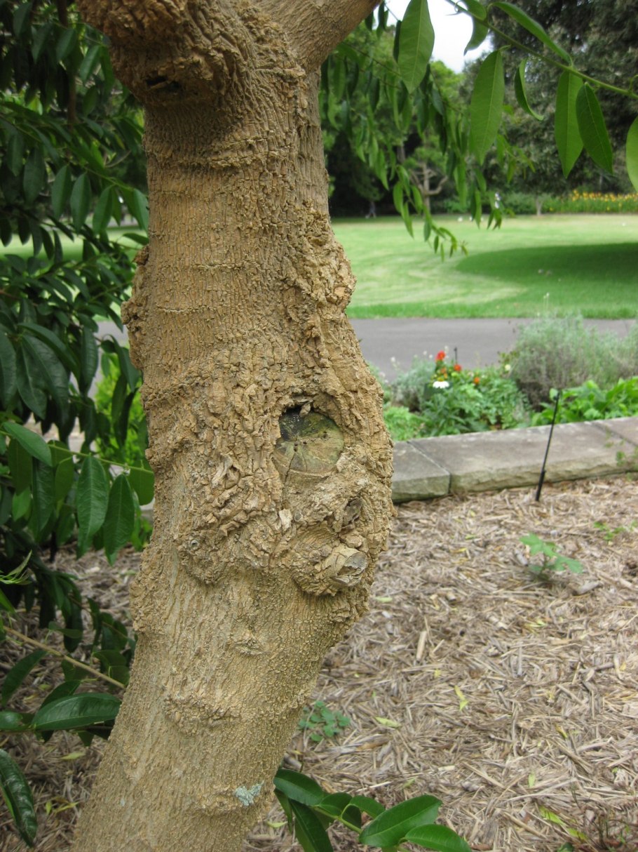 Дерен Элегантиссима шар