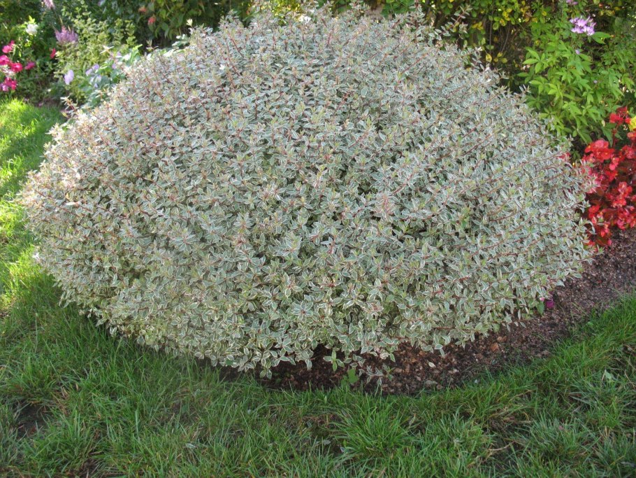 Табак Nicotiana tabacum