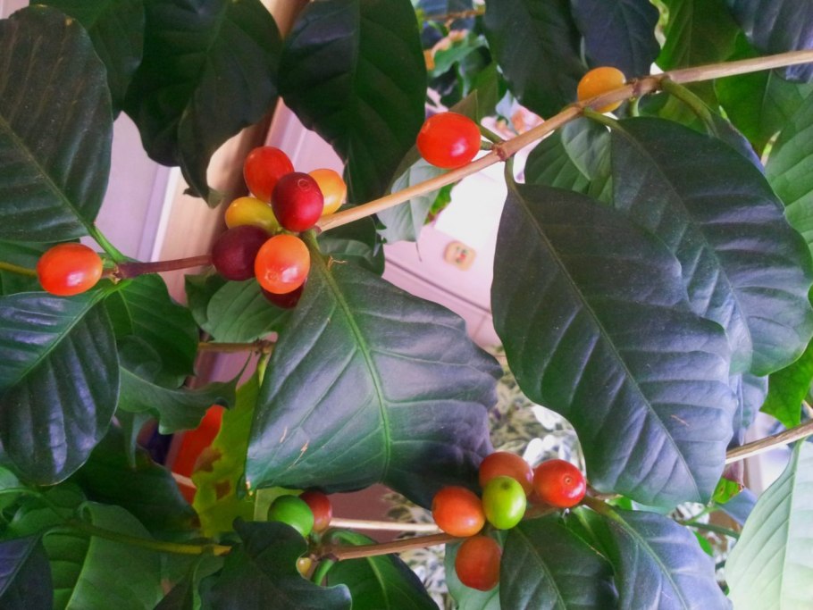 Дубоизия растение