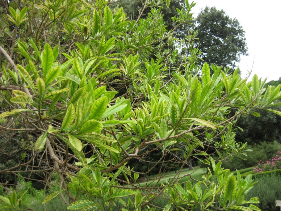 Дубоизия растение