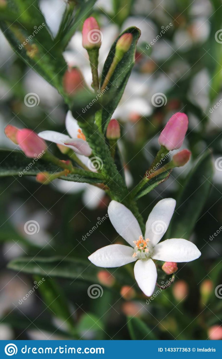 Philotheca myoporoides