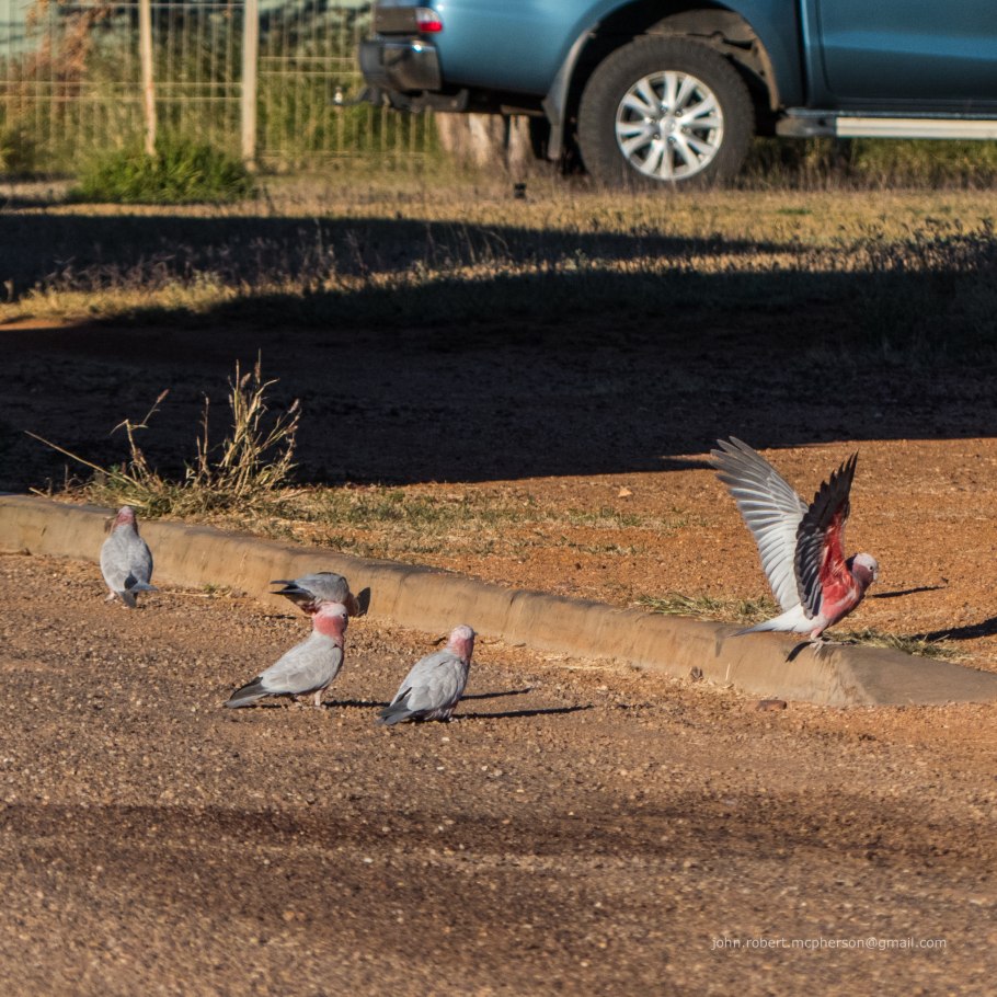 Форма цветка пасленовых