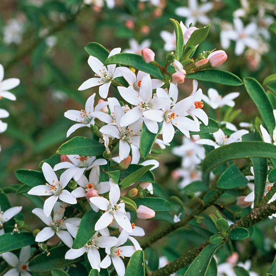 Брунфельсия вариегатная