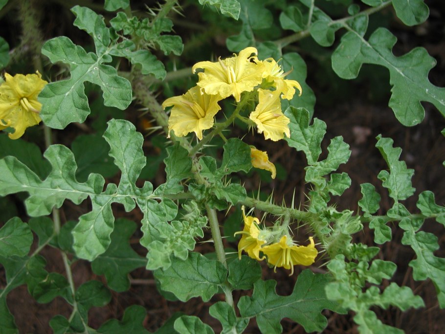 Эриостемон миопоровидный зимостойкость