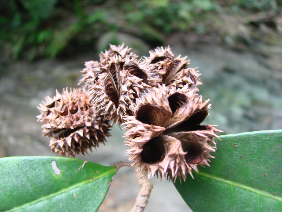 Карта племен Австралии