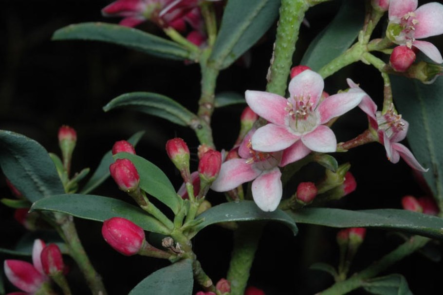 Акация Сенегальская