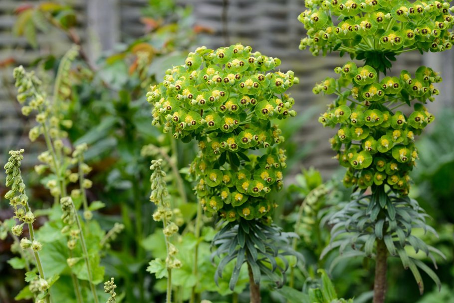 Молочай Пашенный