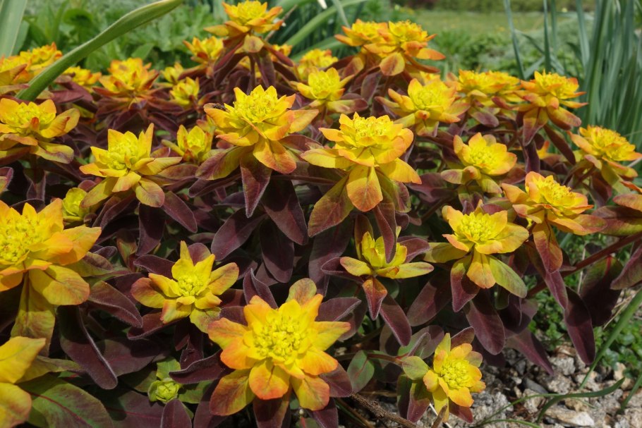 Amandelwolfsmelk Euphorbia молочай