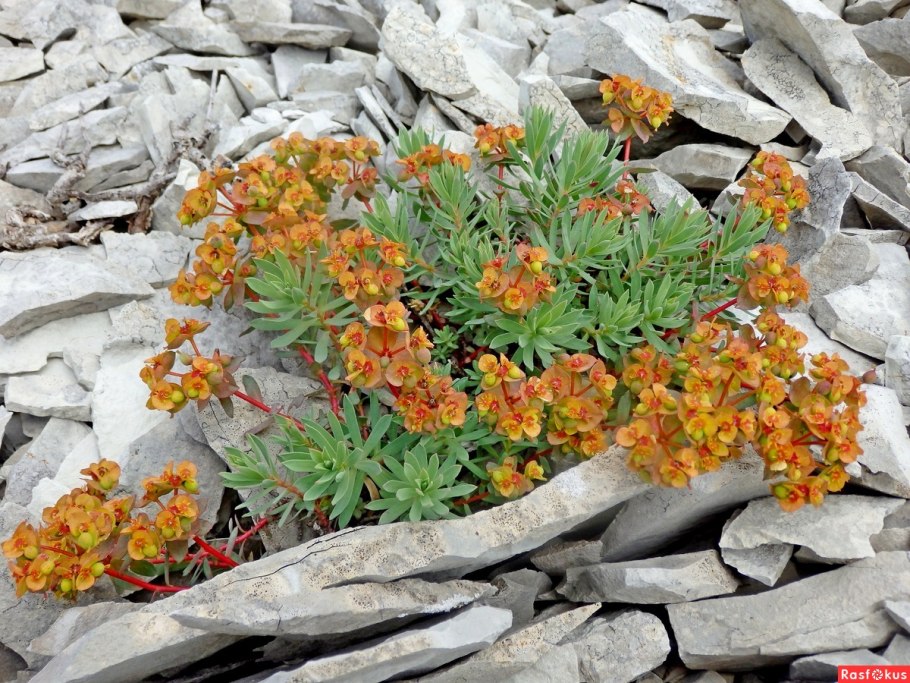 Молочай сегиеров (Euphorbia seguieriana)