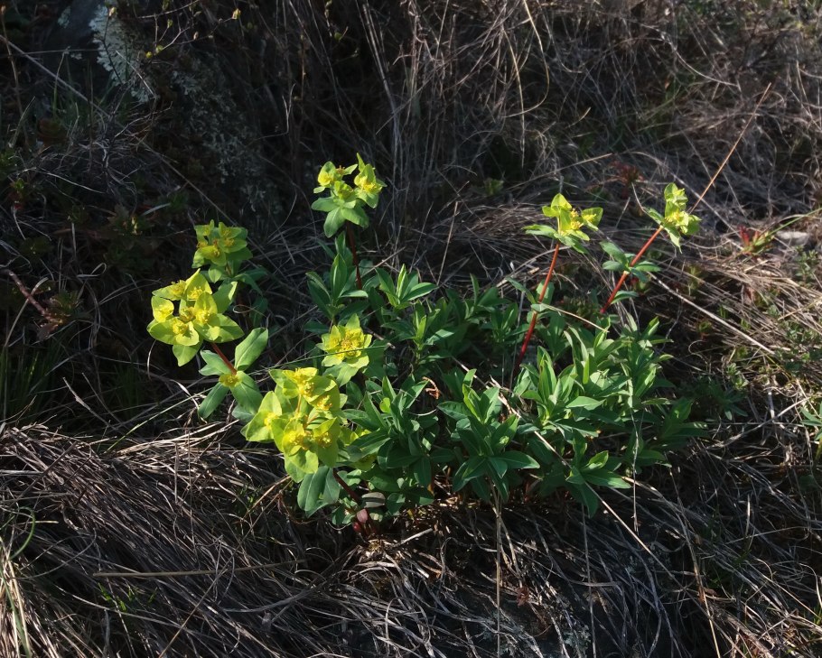 Stelleropsis altaica