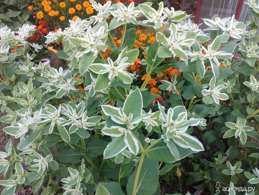 Молочай окаймленный маргината