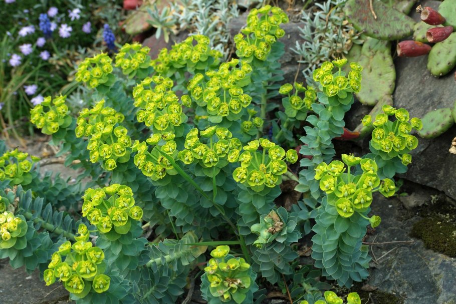 Молочай Жигулёвский (Euphorbia zhiguliensis)
