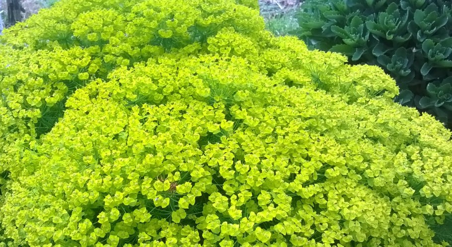 Молочай Луговой