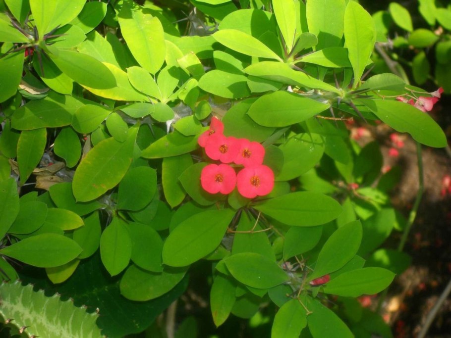 Молочай полевой