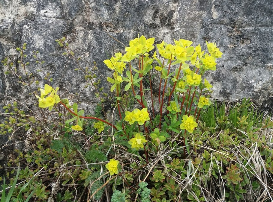 Молочай Вальдштейна