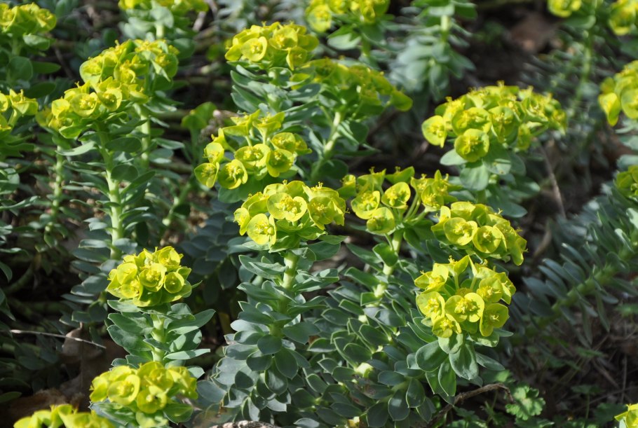 Euphorbia helioscopia молочай солнцегляд